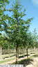 Quercus robur 20-22 (2)