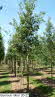 Quercus robur 20-22