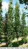 Quercus robur Fast