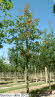 Quercus rubra 20-22