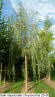 Salix sepulcralis Chrysocoma 25-30