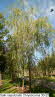 Salix sepulcralis Chrysocoma 30-25