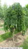 Sophora japonica Pendula 16-18