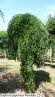 Sophora japonica Pendula 22-25